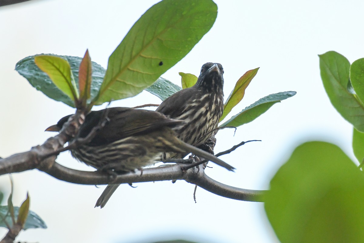 Palmchat - ML644011790