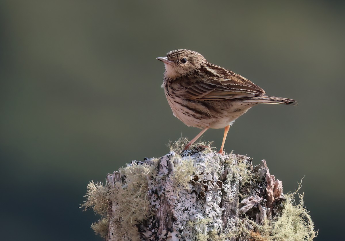 Hellmayr's Pipit - ML644011798