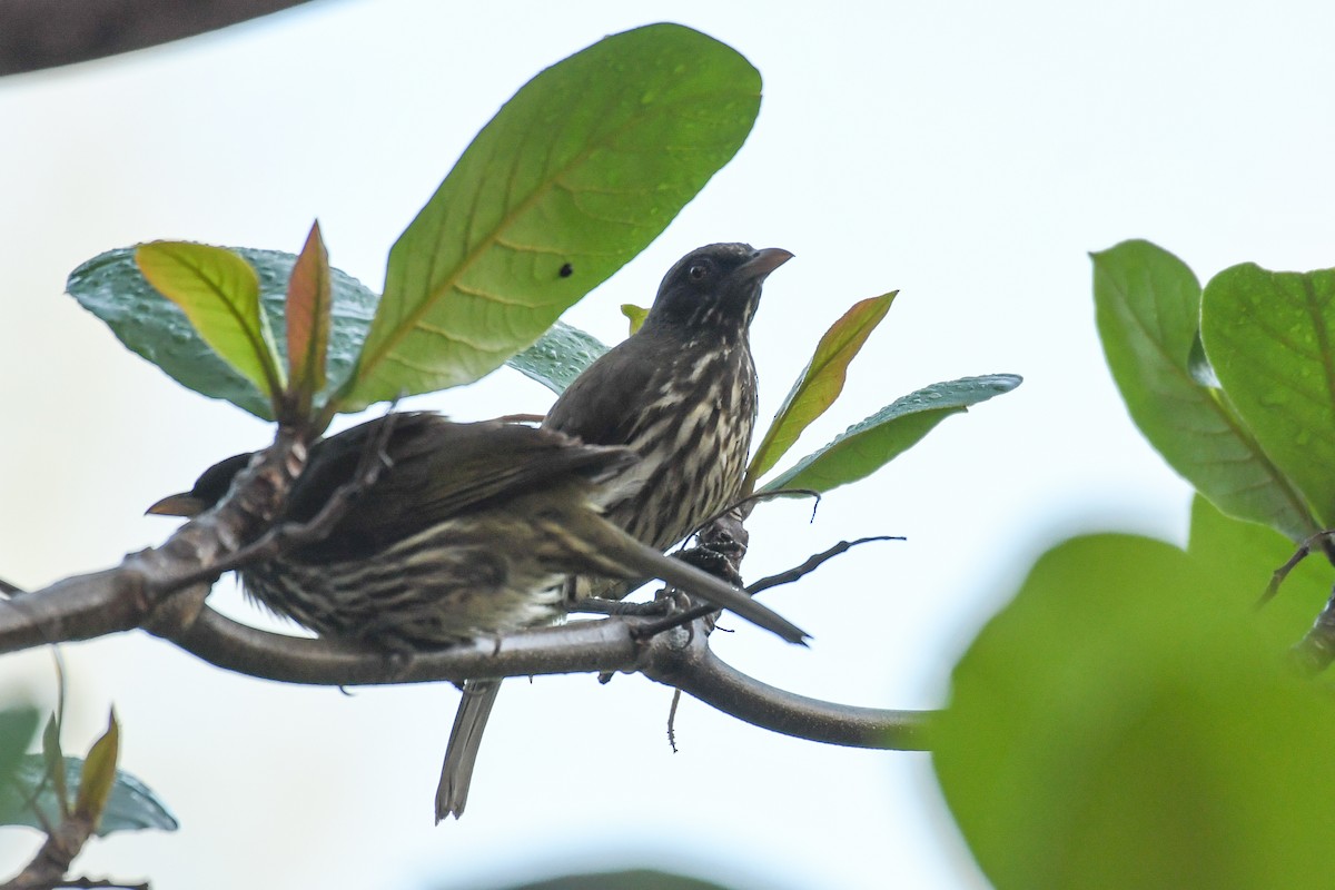 Palmchat - ML644011800