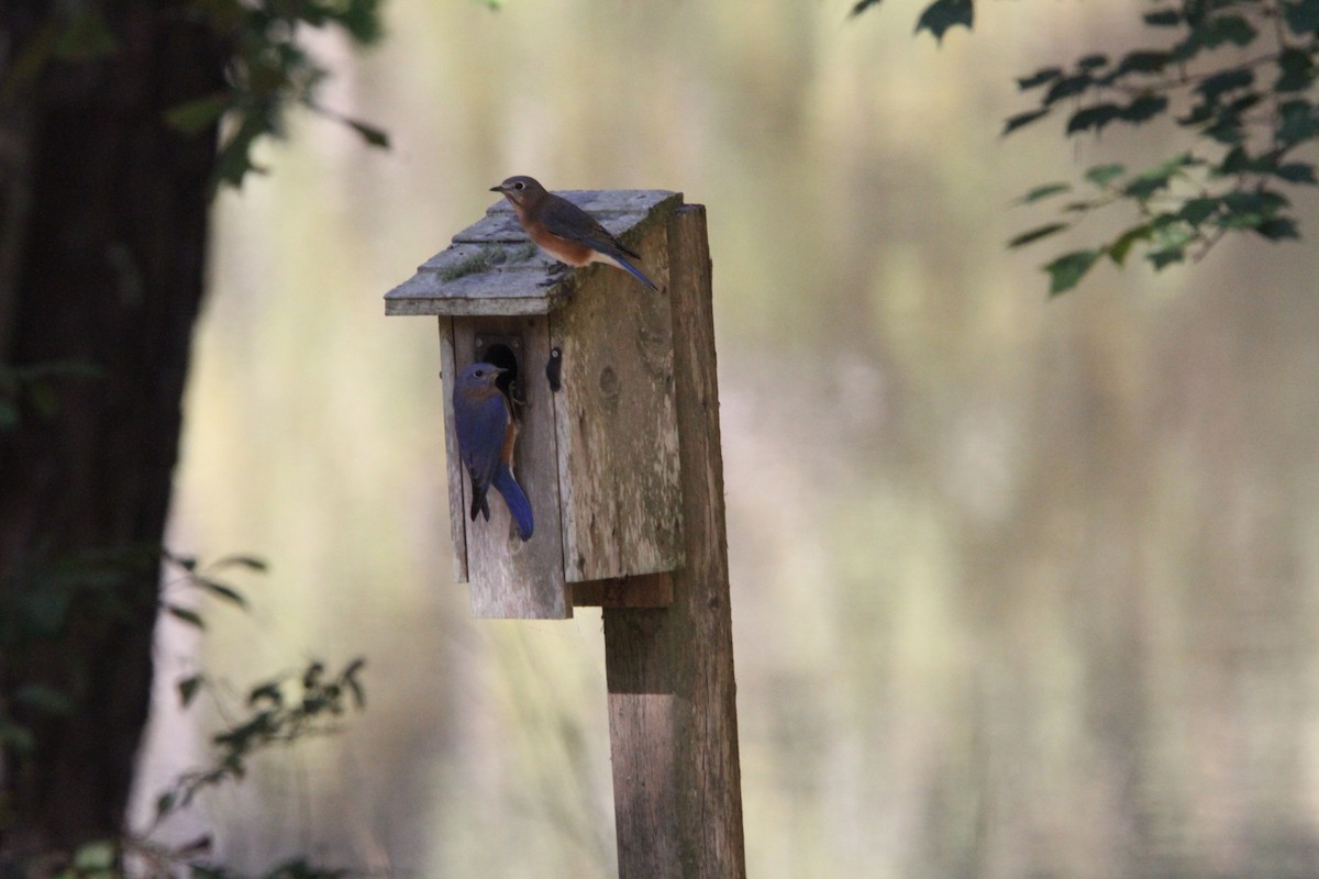 Eastern Bluebird - ML644011803