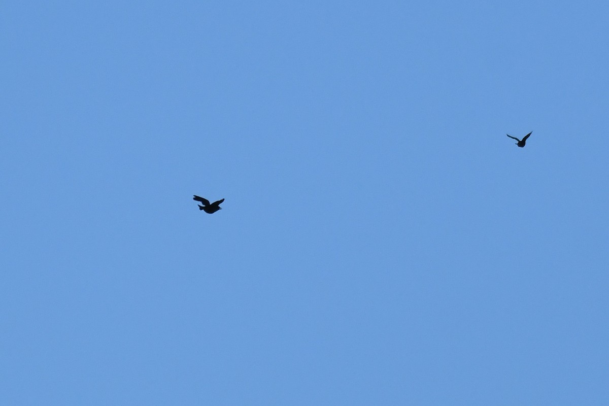 Greater Antillean Grackle - ML644011806