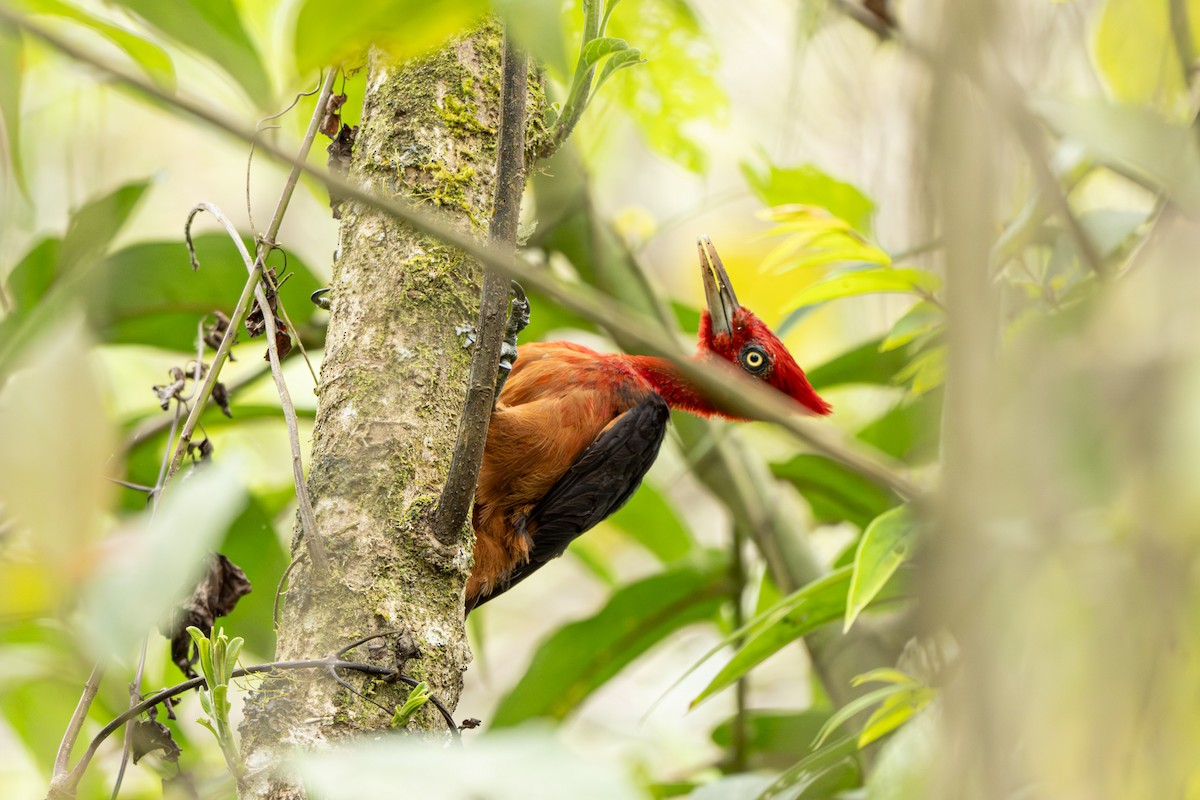 Красношейный дятел - ML644011807