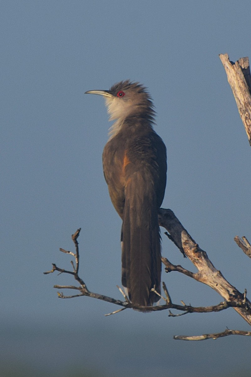 Great Lizard-Cuckoo - ML644011808