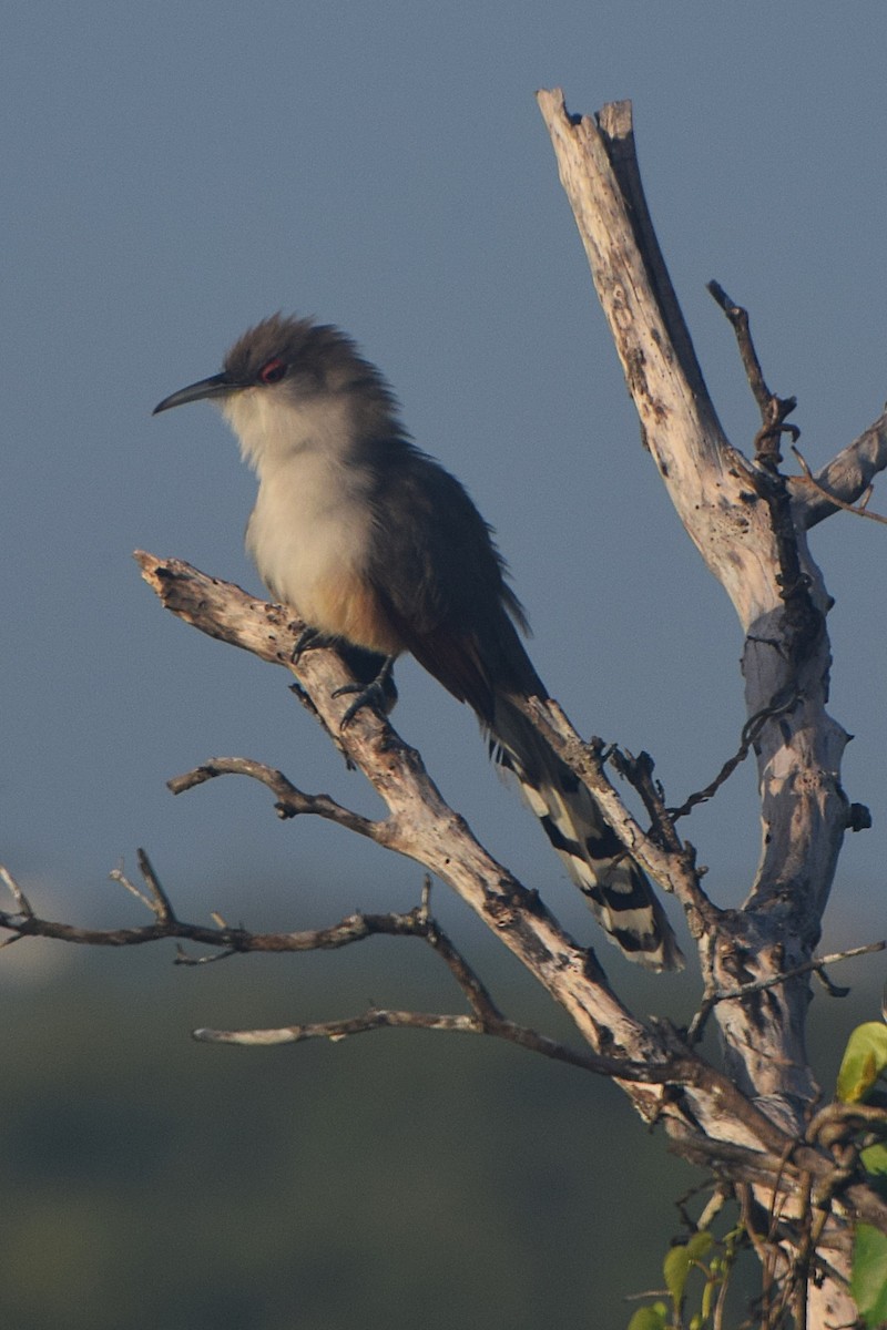 Great Lizard-Cuckoo - ML644011809