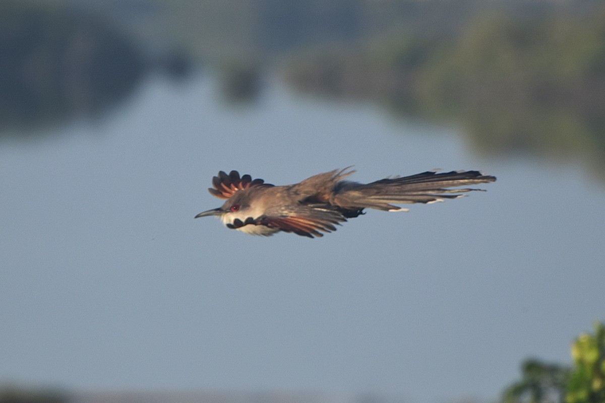 Great Lizard-Cuckoo - ML644011810