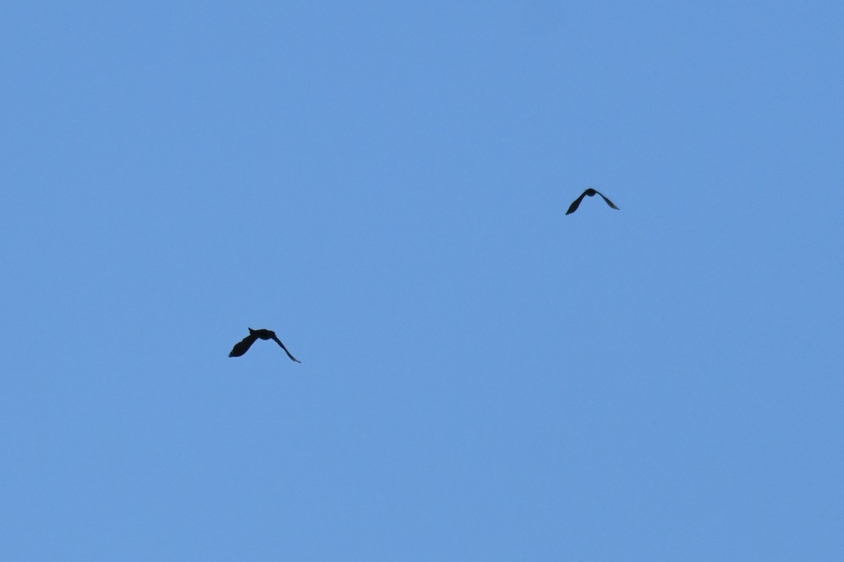 Greater Antillean Grackle - ML644011812