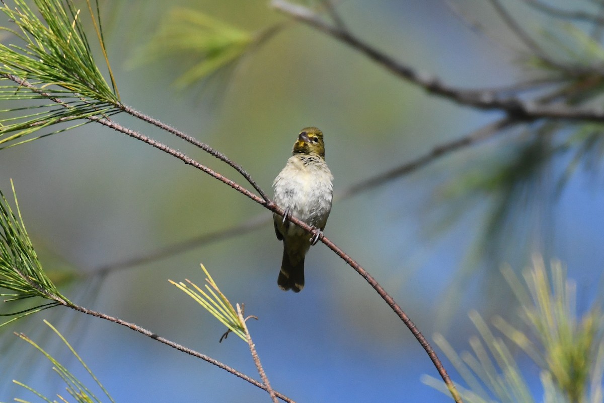 Yellow-faced Grassquit - ML644011831