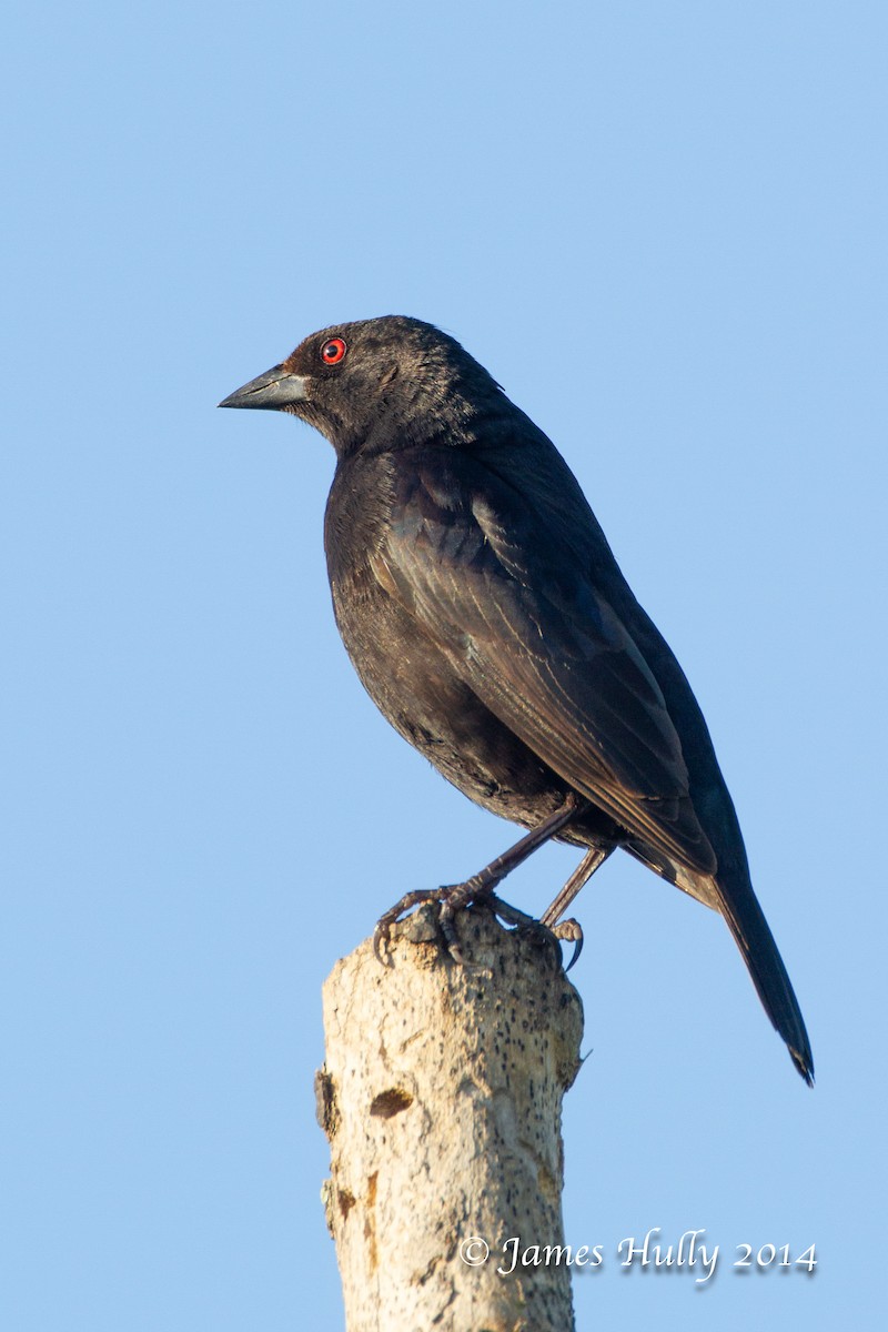 Bronzed Cowbird - ML644011841