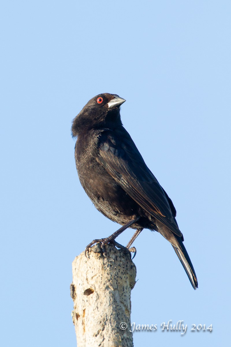 Bronzed Cowbird - ML644011844