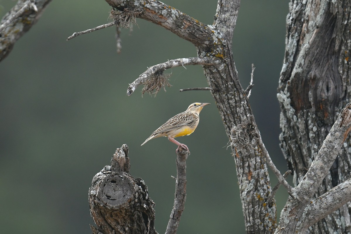 Eastern Meadowlark - ML644011850