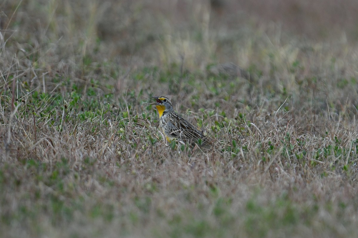 Eastern Meadowlark - ML644011851