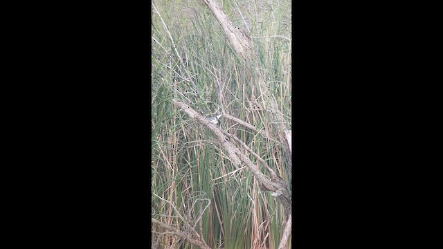 Belted Kingfisher - ML644011853