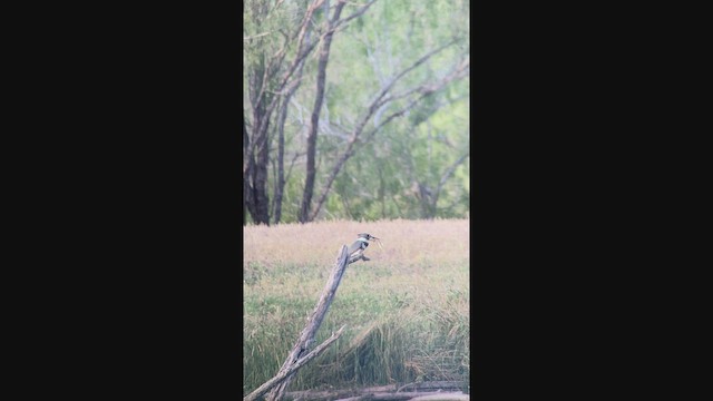 Belted Kingfisher - ML644011864