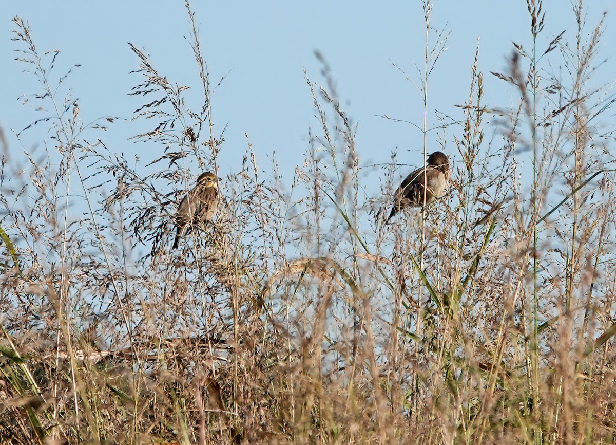 Dickcissel - ML644011869