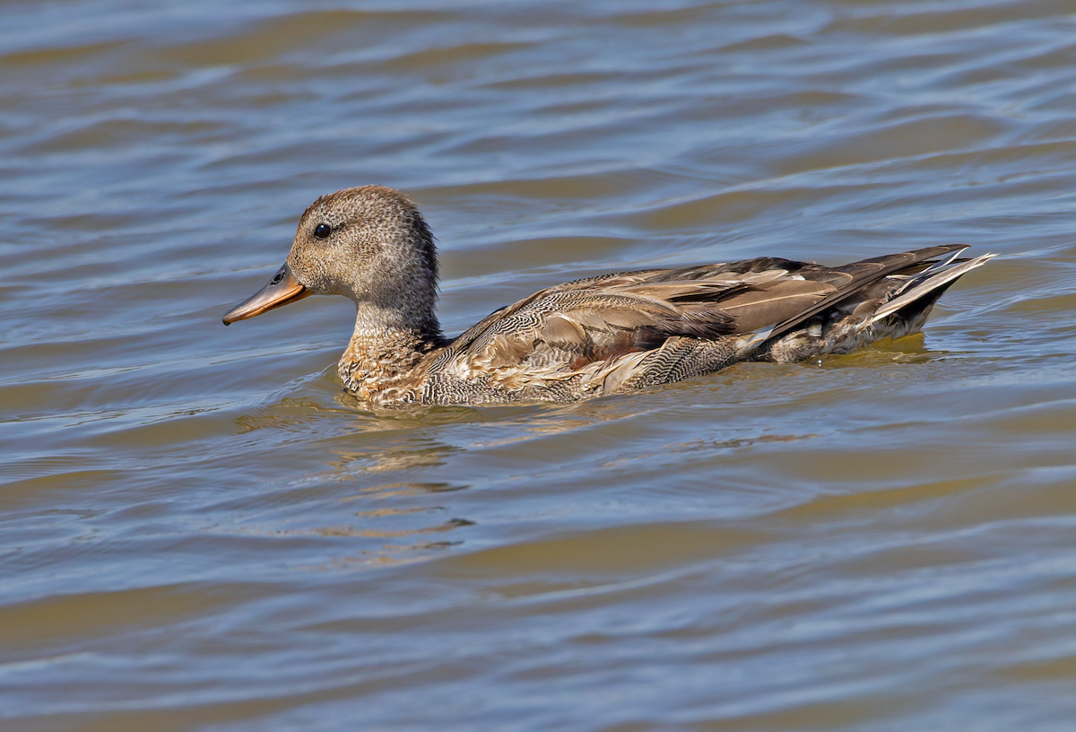 Gadwall - ML644011892