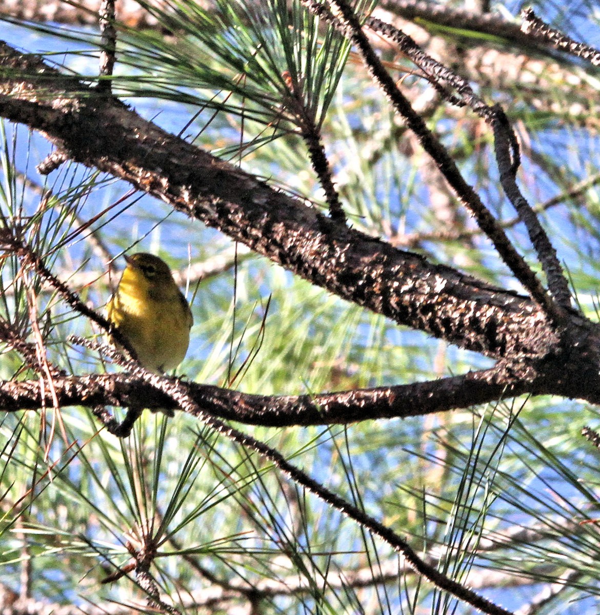 Pine Warbler - ML644011893