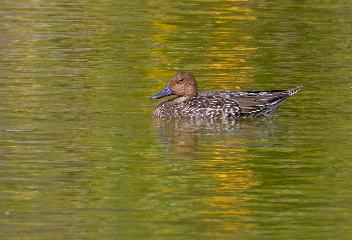 Northern Pintail - ML644011896