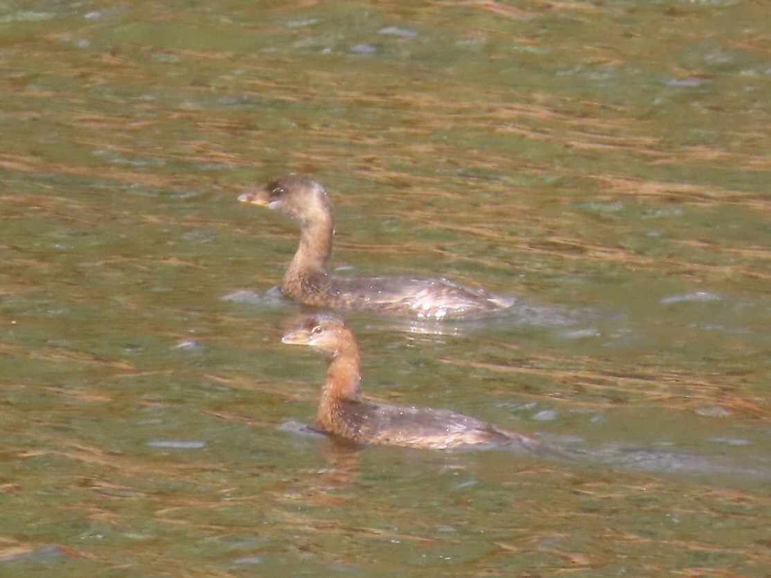 Pied-billed Grebe - ML644011909
