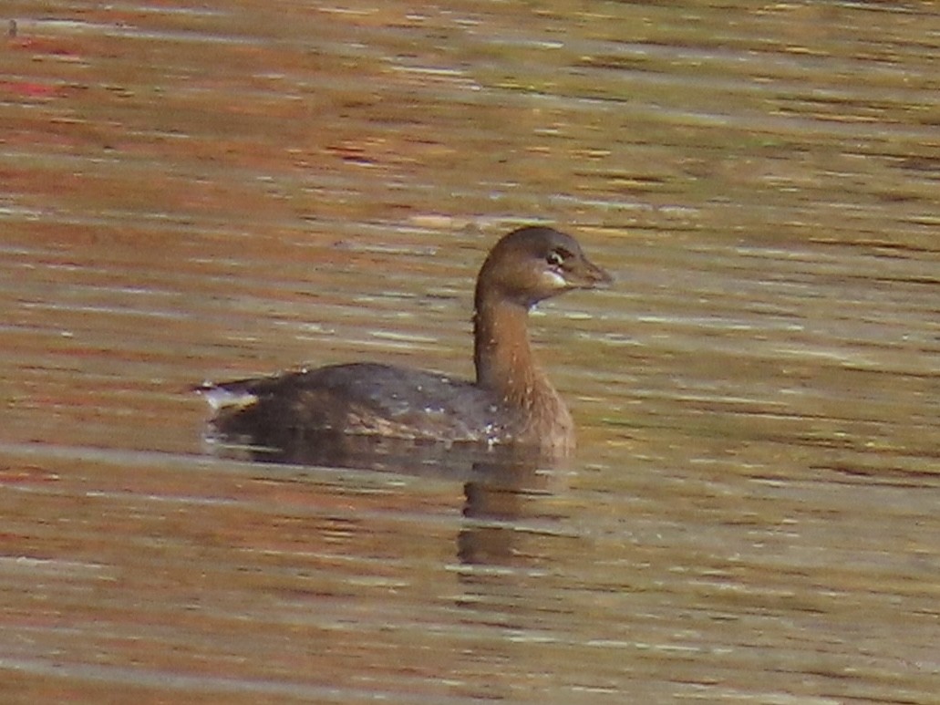 Pied-billed Grebe - ML644011910