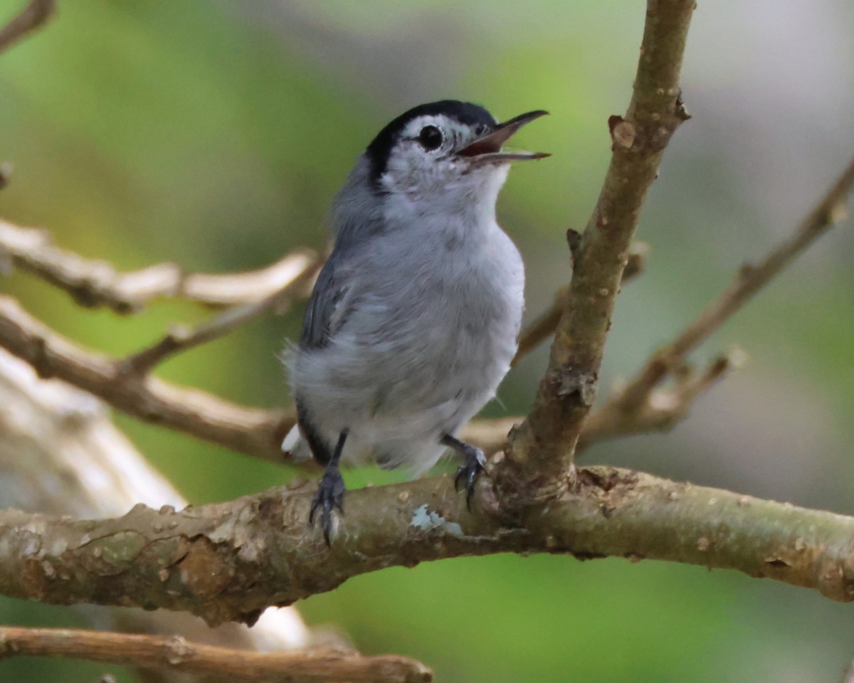 White-browed Gnatcatcher - ML644011911