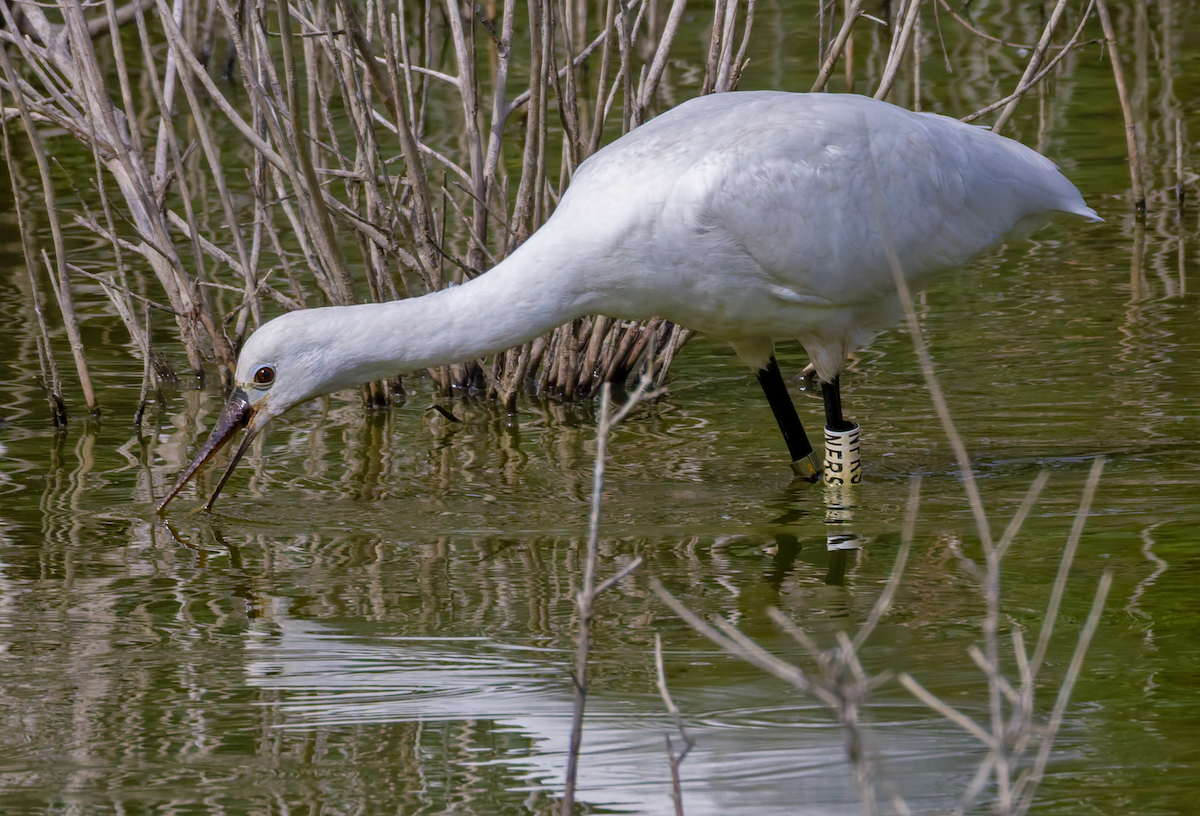 Eurasian Spoonbill - ML644011913