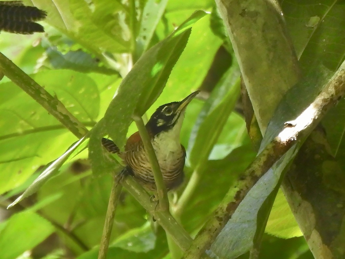 Bay Wren - ML644011915