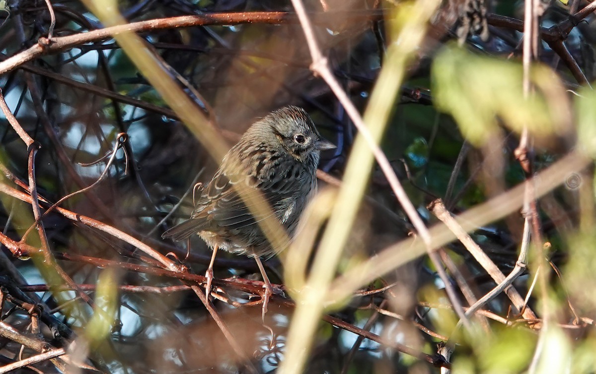 Lincoln's Sparrow - ML644011918