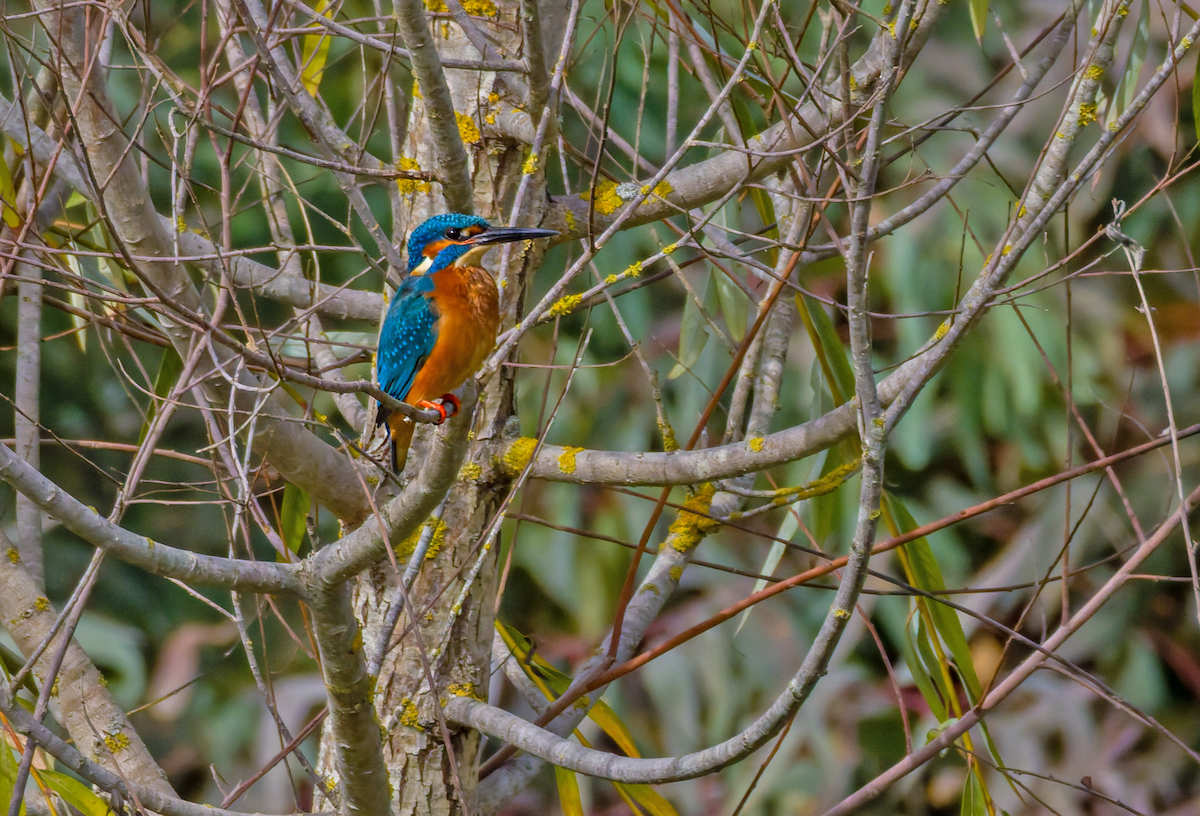 Common Kingfisher - ML644011919