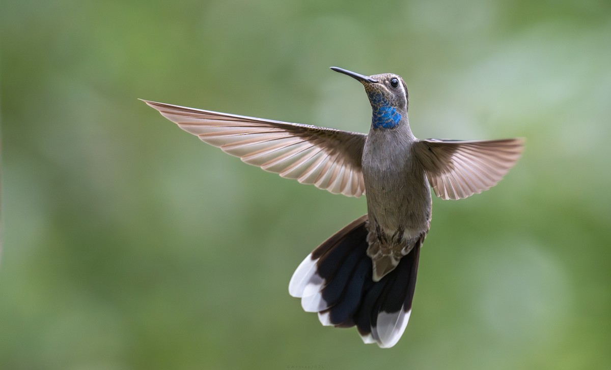 Синегорлый солнечник - ML644011925