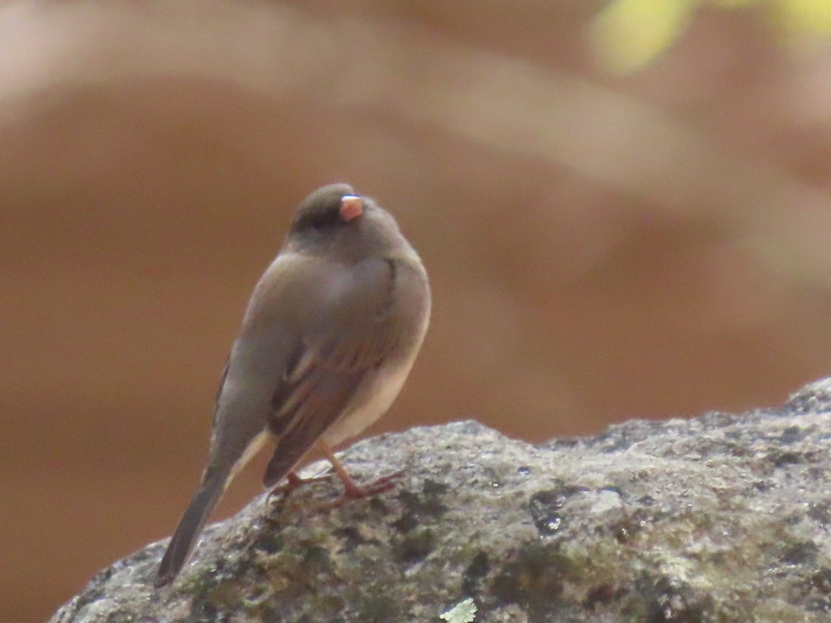 Dark-eyed Junco - ML644011929