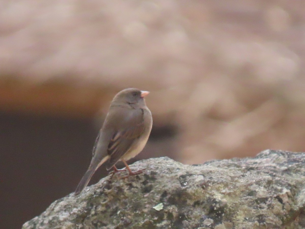 Dark-eyed Junco - ML644011930