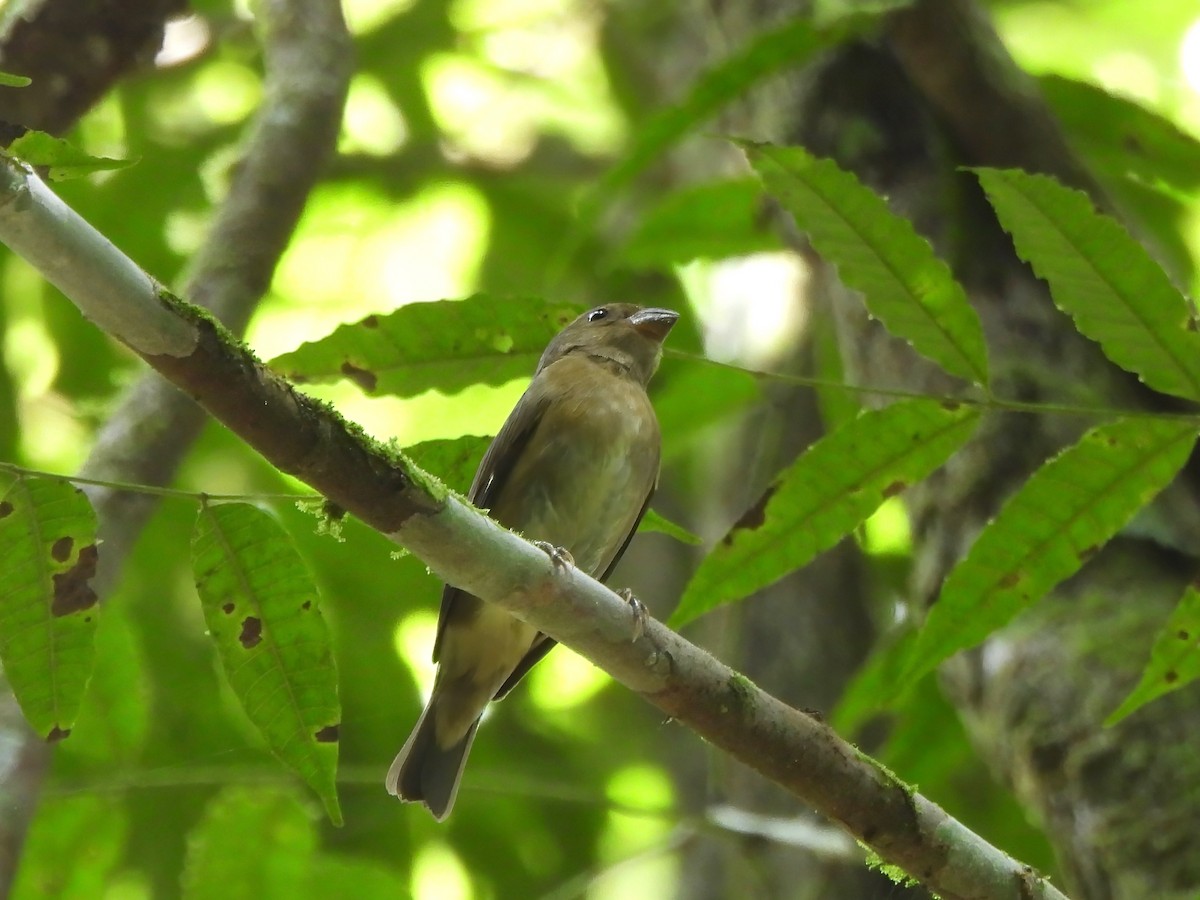 Western Olivaceous Flatbill - ML644011933