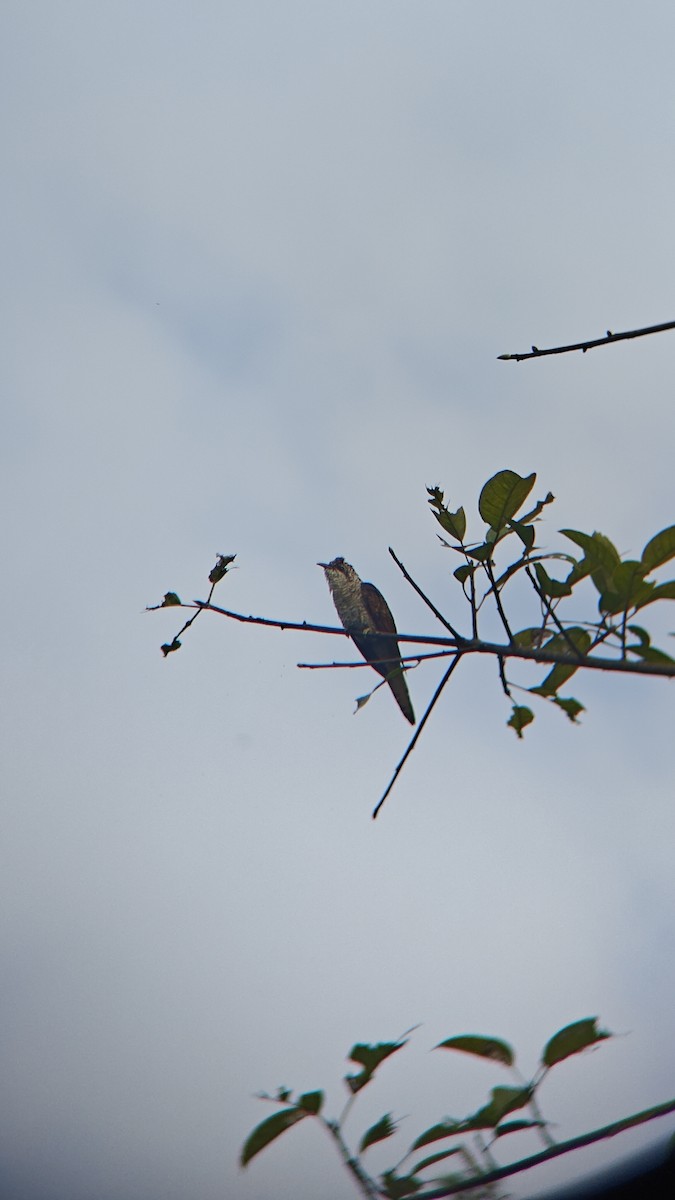 Banded Bay Cuckoo - ML644011935