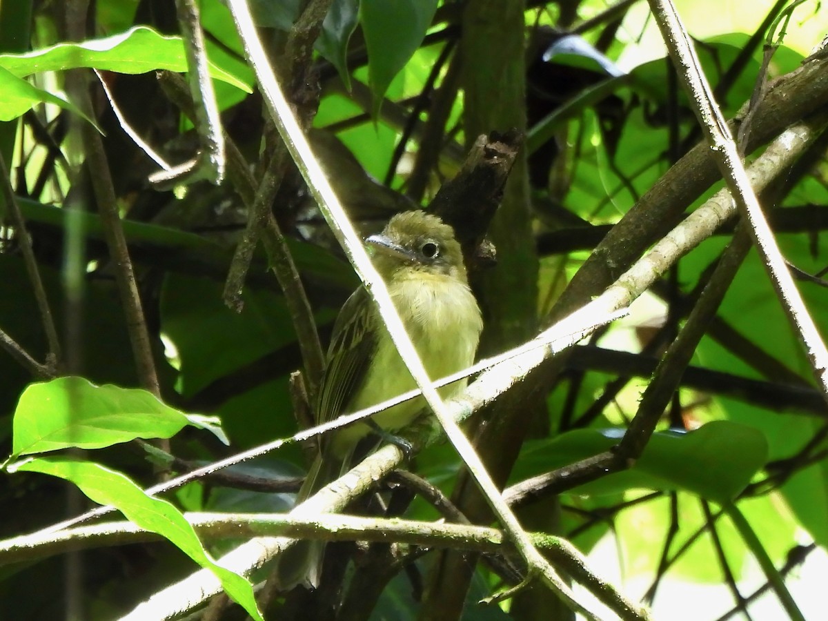 Western Olivaceous Flatbill - ML644011938