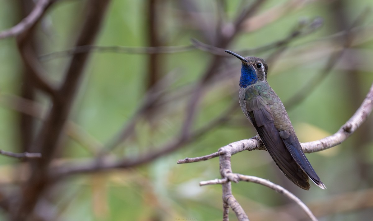 Синегорлый солнечник - ML644011940