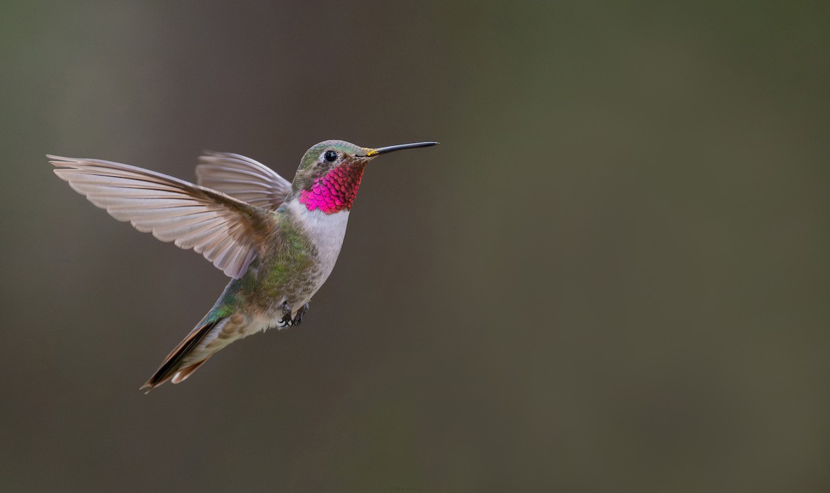 Широкохвостый колибри - ML644011950