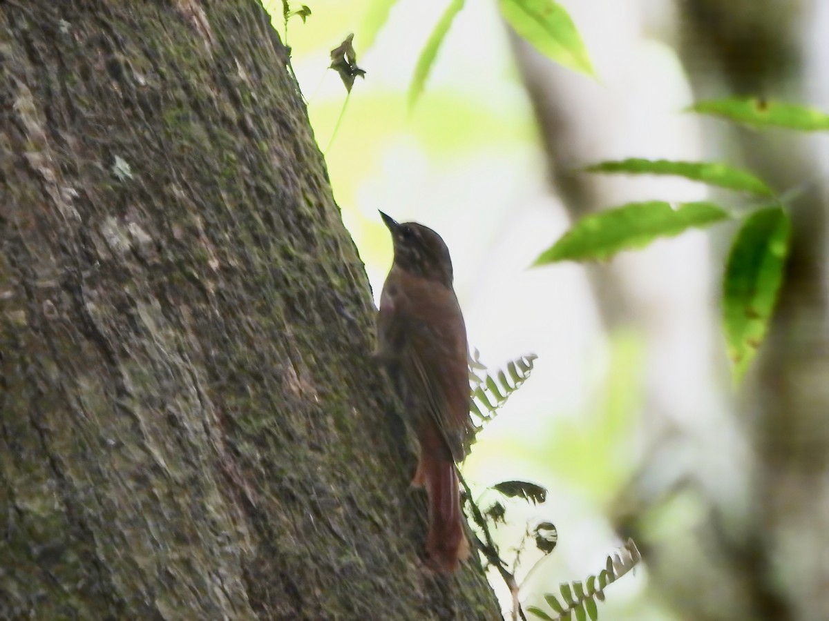 Wedge-billed Woodcreeper - ML644011954