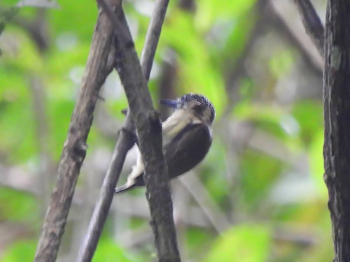 Olivaceous Piculet - ML644011972