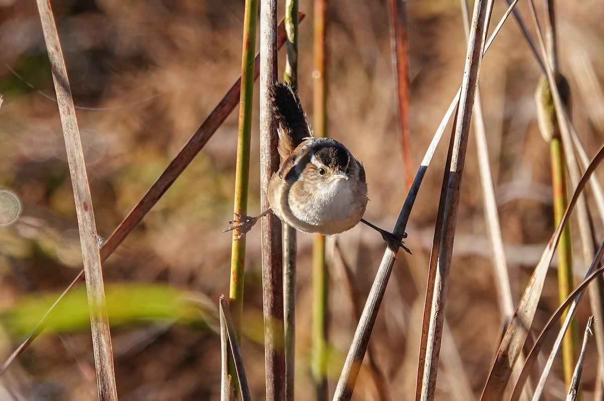 Marsh Wren - ML644011974