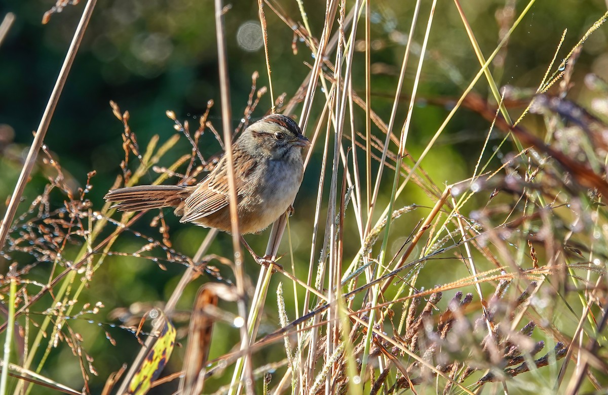 Swamp Sparrow - ML644011990