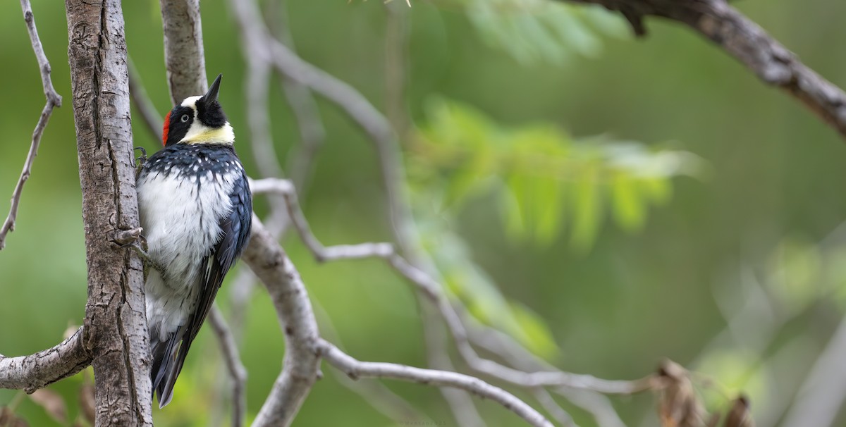 Желудёвый дятел - ML644011991