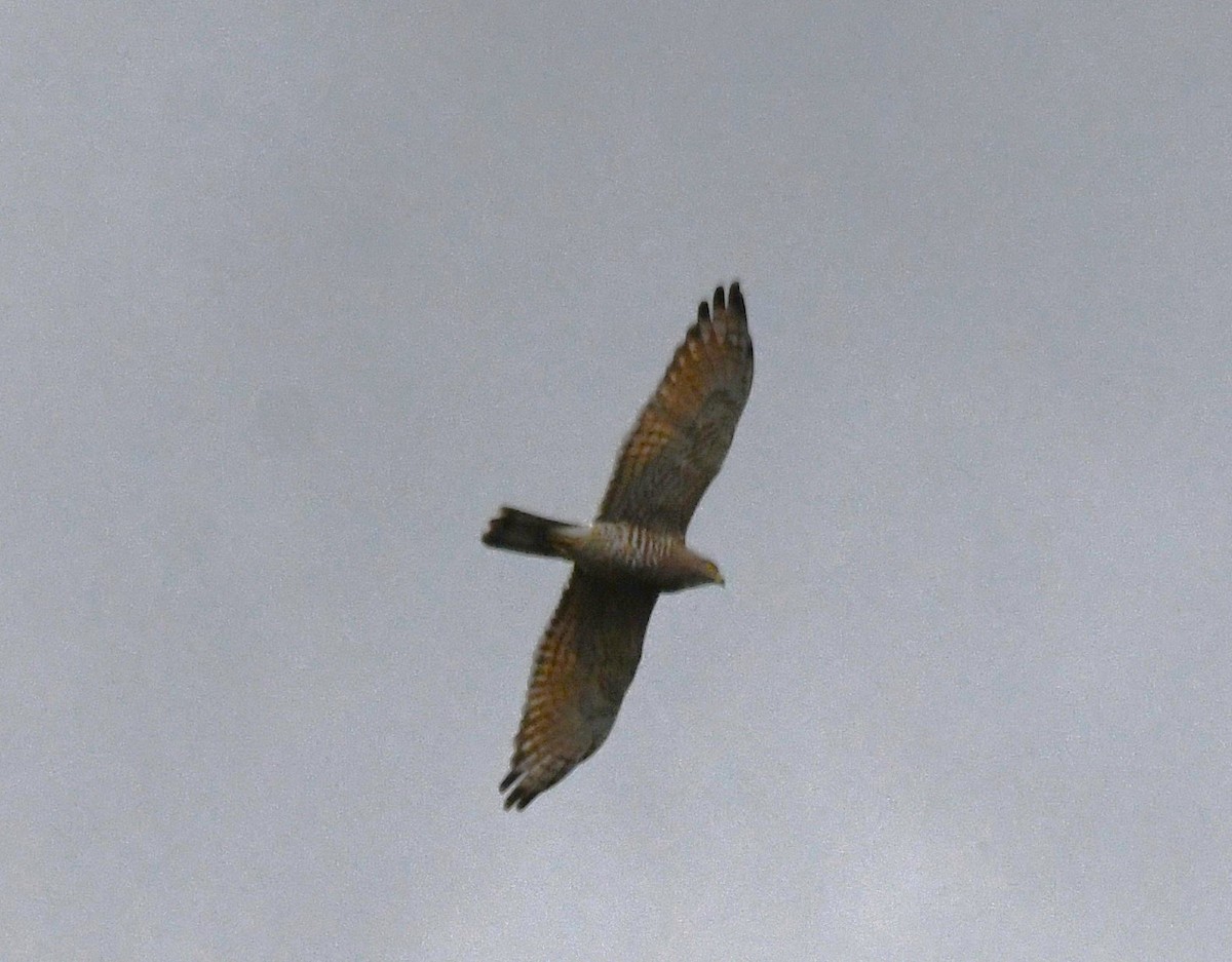 Gray-faced Buzzard - ML644012006