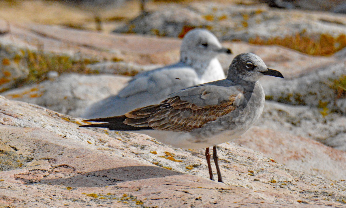 Laughing Gull - Michael J Good
