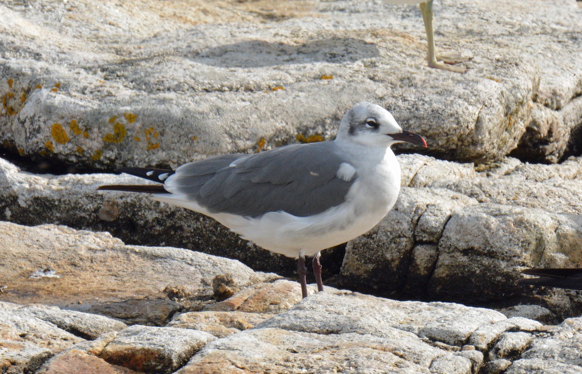Laughing Gull - Michael J Good