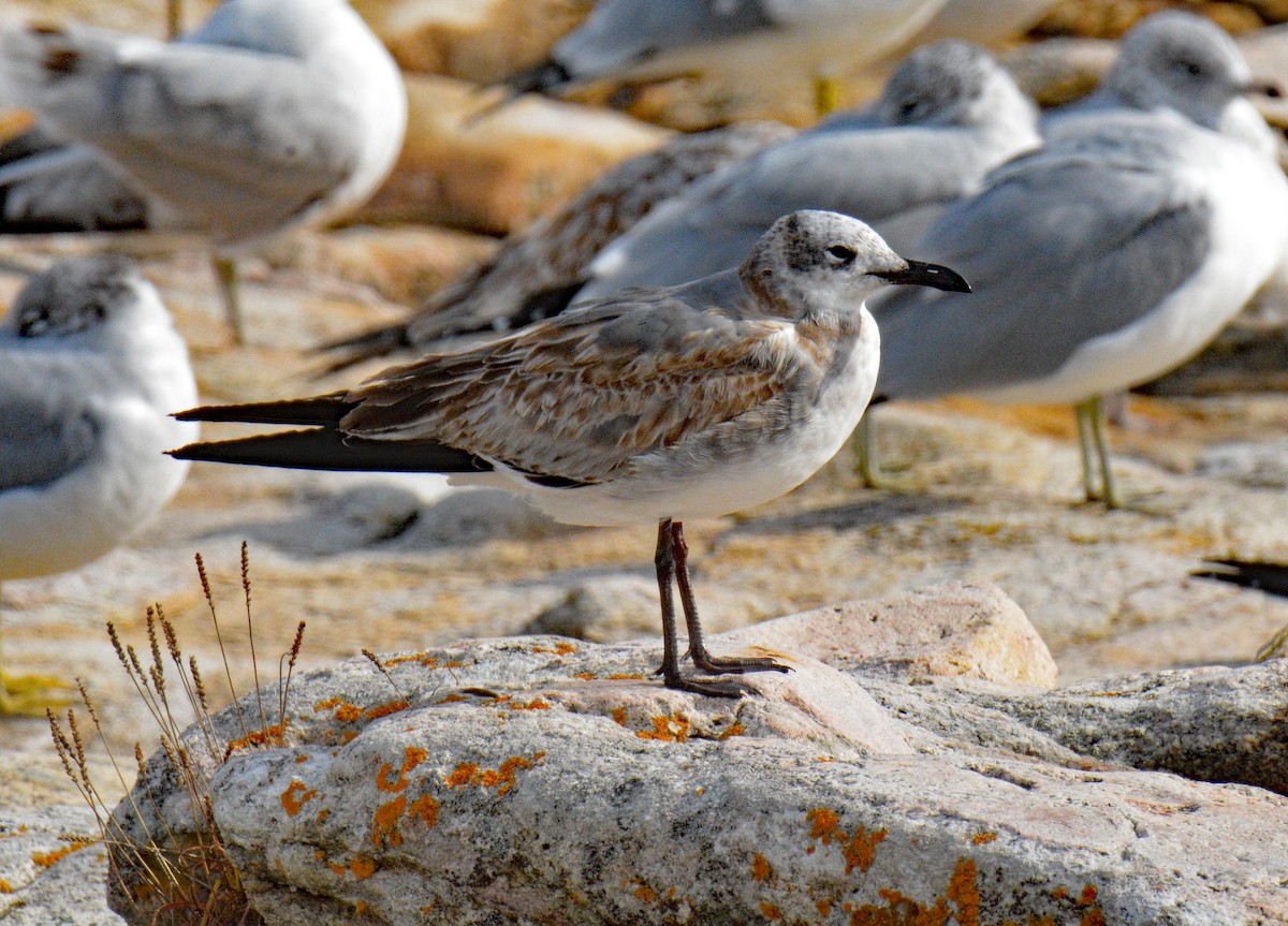 Laughing Gull - Michael J Good