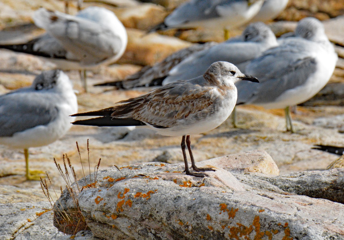 Laughing Gull - Michael J Good