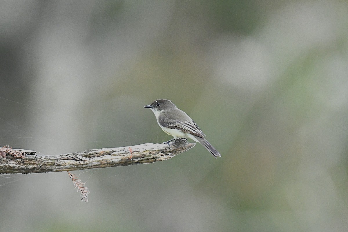 Eastern Phoebe - ML644012016