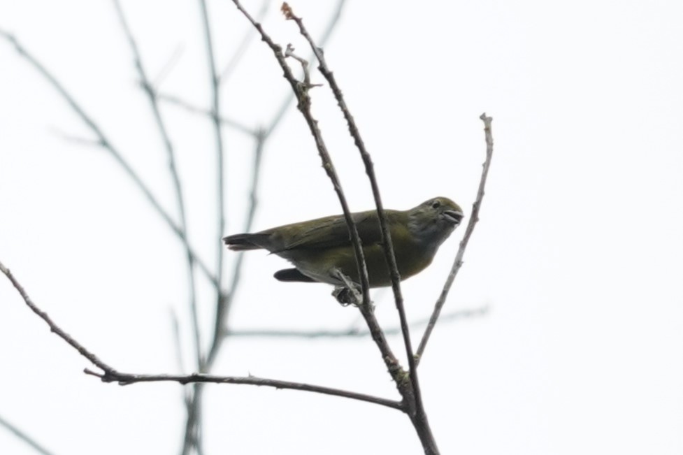 White-vented Euphonia - ML644012027