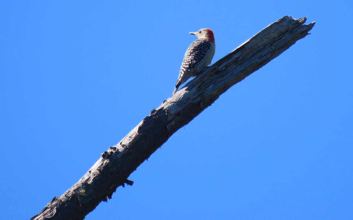 Red-bellied Woodpecker - ML644012034