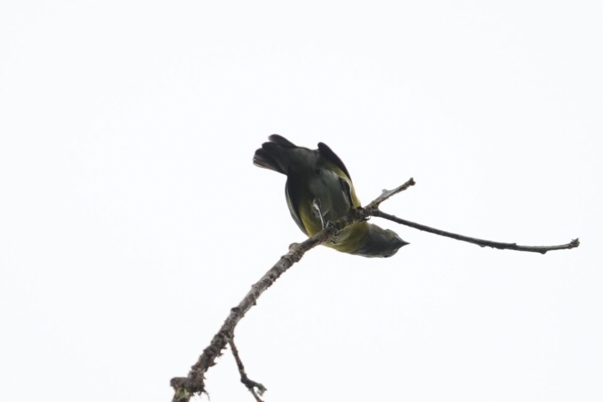 White-vented Euphonia - ML644012036